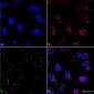 HSP70 Antibody